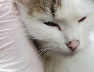 can genrodot game run on pc