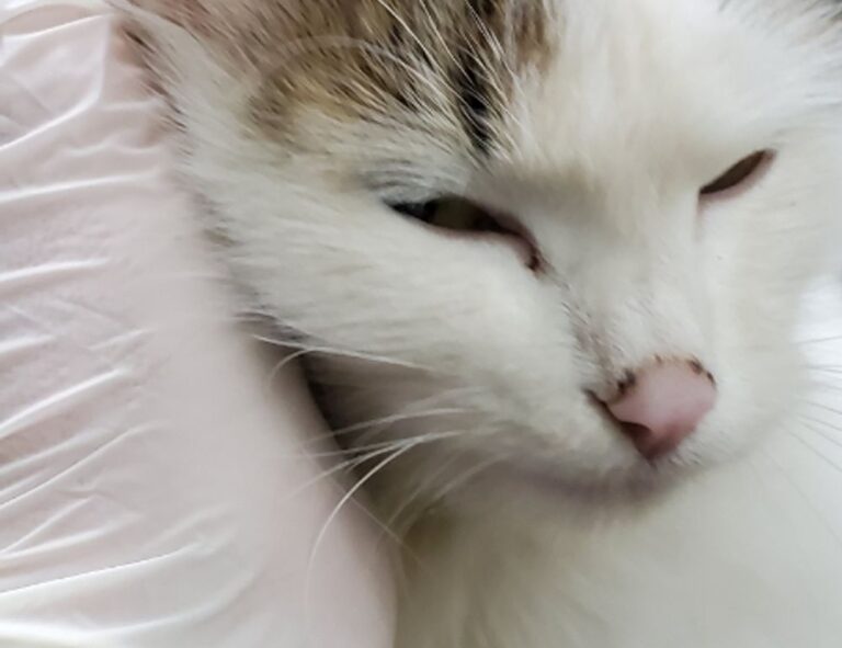 can genrodot game run on pc