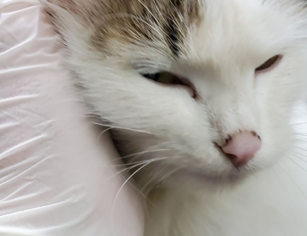 can genrodot game run on pc