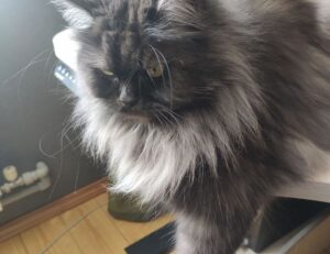 culture news roarcultable