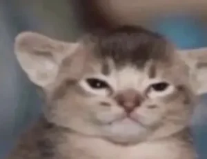 culture updates roarcultable