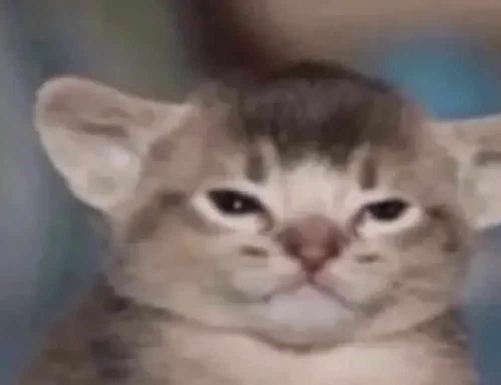 culture updates roarcultable