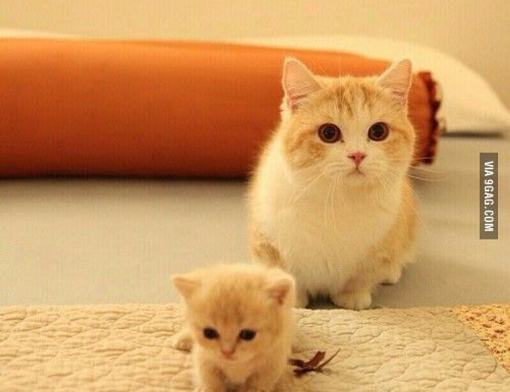 for online version caladriusapk20192