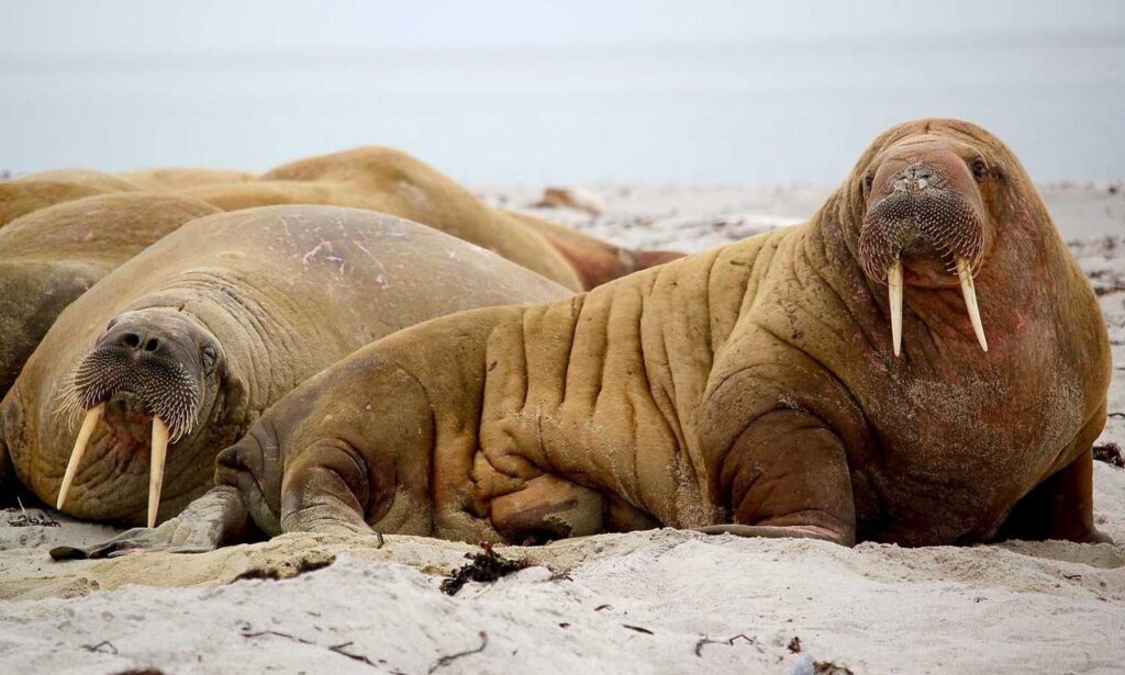 roarcultable latest crypto trends from riproar