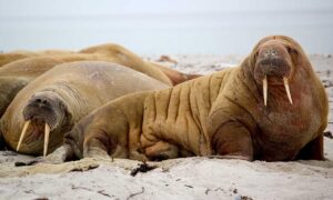 roarcultable latest crypto trends from riproar