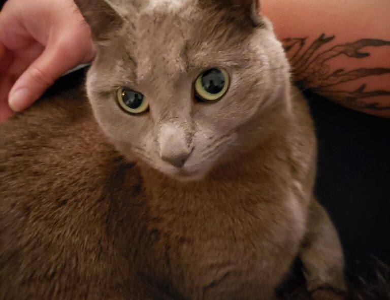 traditional nutritions roarcultable