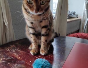 traditional nutritions roarcultable