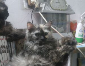 why are nuts bad for tadicurange disease