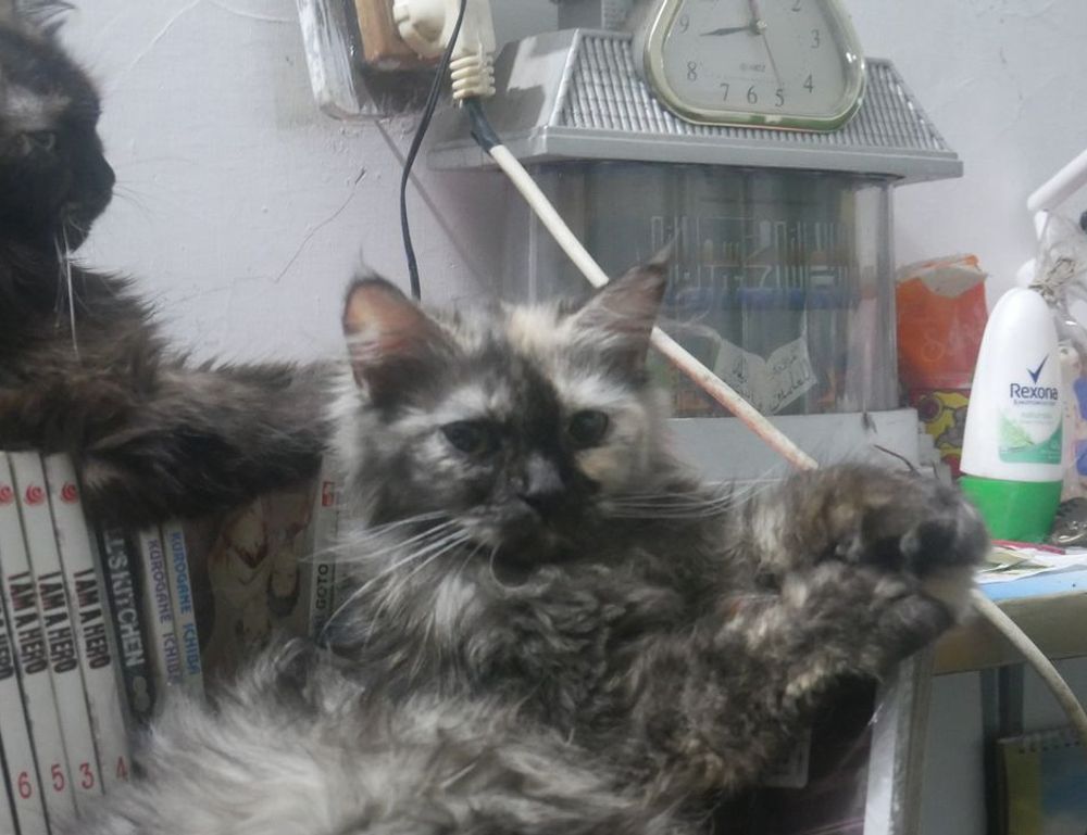 why are nuts bad for tadicurange disease