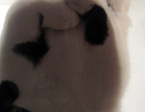 why culture matters roarcultable