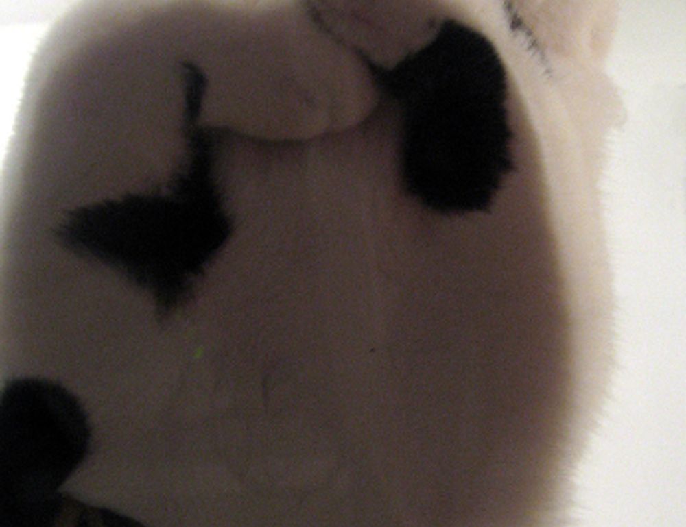 why culture matters roarcultable